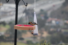 Pheucticus melanocephalus