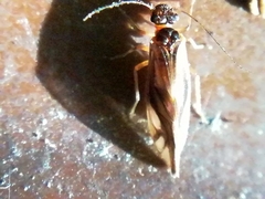 Caecilius fuscopterus