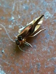 Caecilius fuscopterus