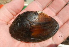 Strophitus undulatus