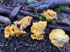 Cantharellus camphoratus