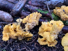 Cantharellus camphoratus
