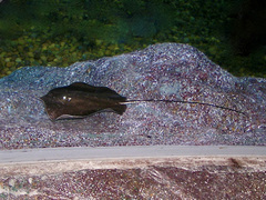 Giant Freshwater Ray photo 5