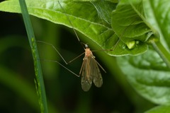 Limonia phragmitidis