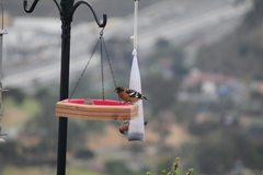 Pheucticus melanocephalus