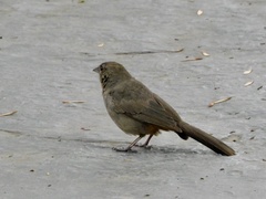 Melozone fusca