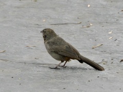 Melozone fusca