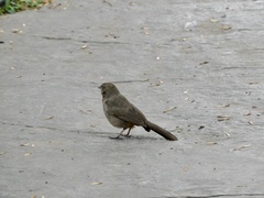Melozone fusca