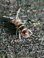 Willowsia platani