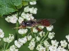 Sphegina rufiventris