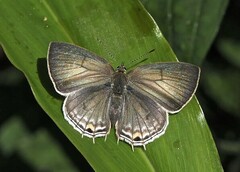 Anthene liodes