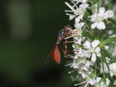 Sphegina rufiventris