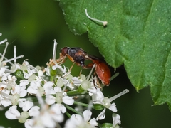 Sphegina rufiventris