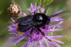 Bombus rupestris