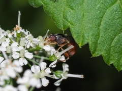 Sphegina rufiventris