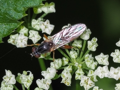 Sphegina rufiventris