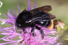 Bombus rupestris
