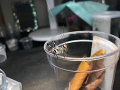 Lipotactes dorsaspina