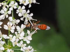 Sphegina rufiventris