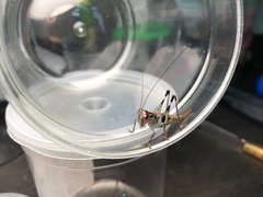 Lipotactes dorsaspina