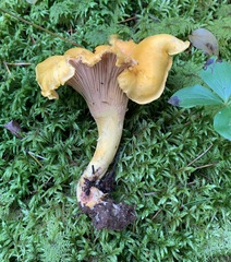 Cantharellus camphoratus