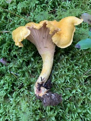 Cantharellus camphoratus