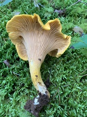 Cantharellus camphoratus