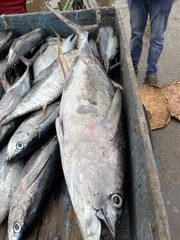 Thunnus
