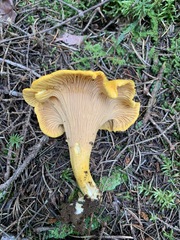 Cantharellus camphoratus