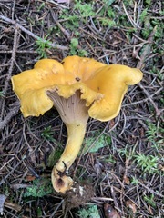 Cantharellus camphoratus