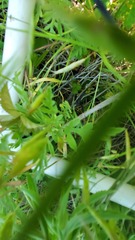 Leucospora multifida