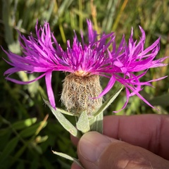 Centaurea uniflora