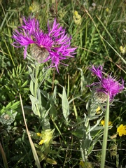 Centaurea uniflora