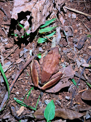 Eleutherodactylus inoptatus