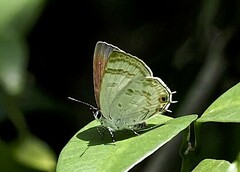 Anthene liodes