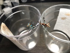 Lipotactes dorsaspina