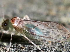 Stenopsocus immaculatus