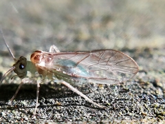 Stenopsocus immaculatus