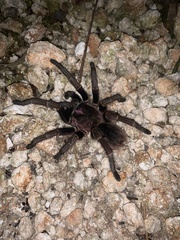 Phormictopus cancerides