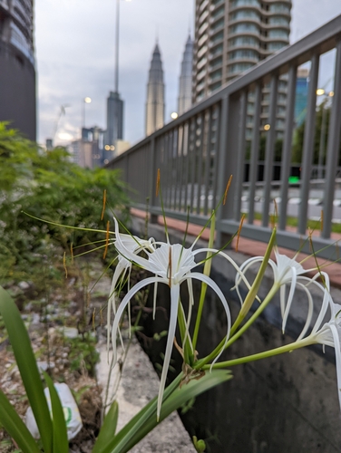 Hymenocallis littoralis