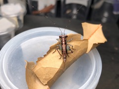 Lipotactes dorsaspina