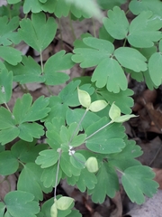 Isopyrum thalictroides