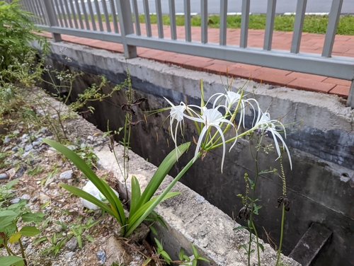 Hymenocallis littoralis