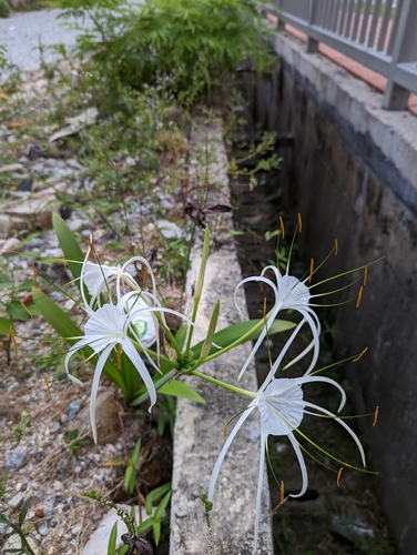 Hymenocallis littoralis