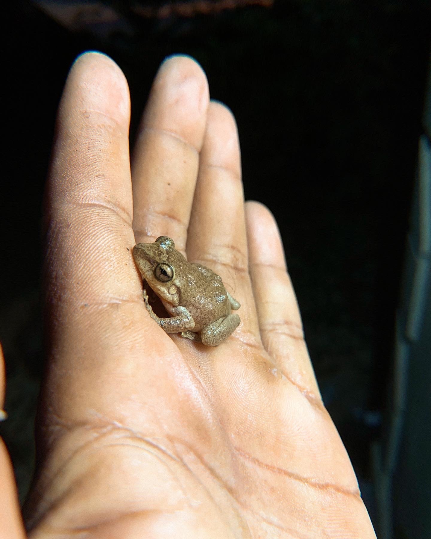 Tiburon Whistling Frog photo 2