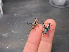 Lipotactes dorsaspina