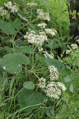 Pericallis malvifolia