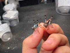 Lipotactes dorsaspina