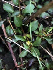 Ludwigia repens