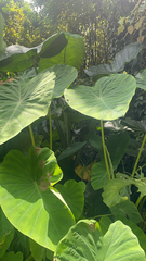 Colocasia esculenta